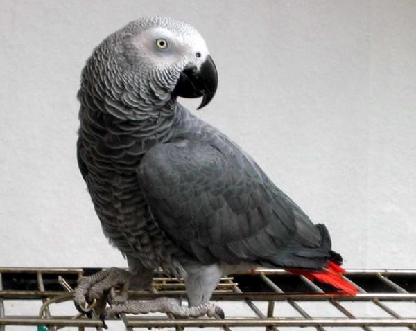 yosuke the african grey parrot told police his name and address and got a ride home photo u1