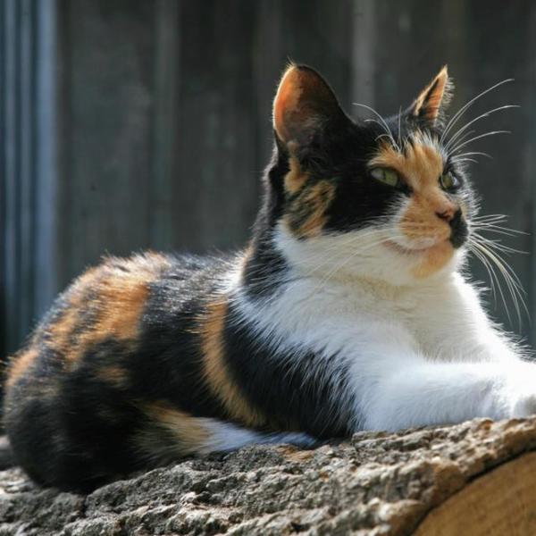 gribouille a calico cat walked 600 miles home from west germany to central france photo u2