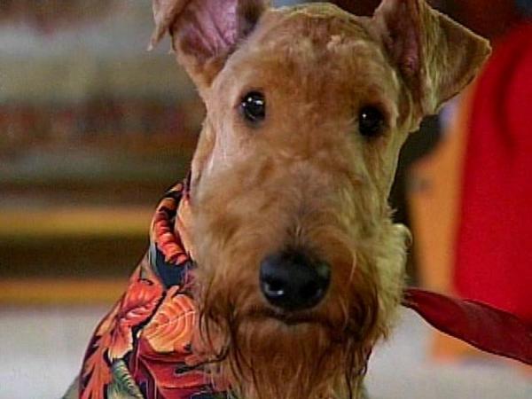 max an airedale terrier traveled 45 miles and crossing state lines to find home photo u1