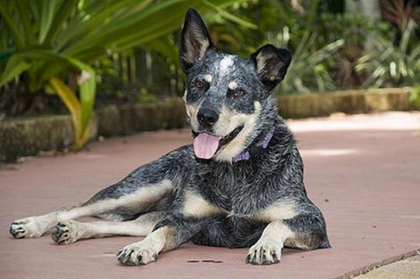 sophie tucker a cattle dog survived 4 months on an island after swimming 6 miles through sh photo u3