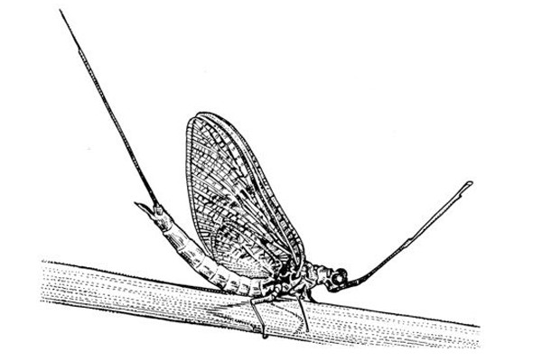 Ephemeroptera