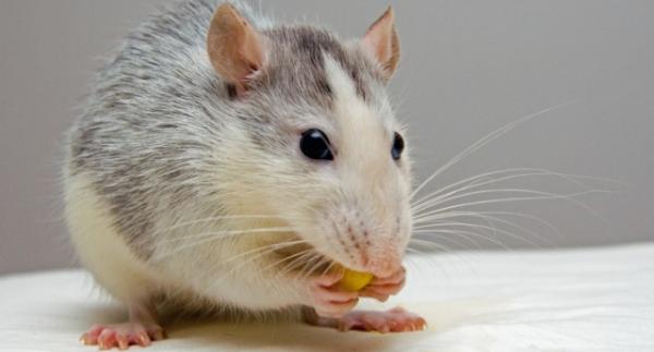 eating mouse rat 51340 640x345 acf cropped