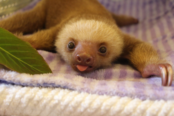 cute sloth 1