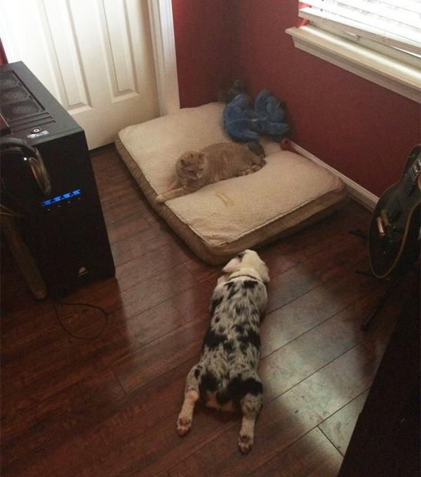 cats stealing dog beds 33 57e104924fc23 700