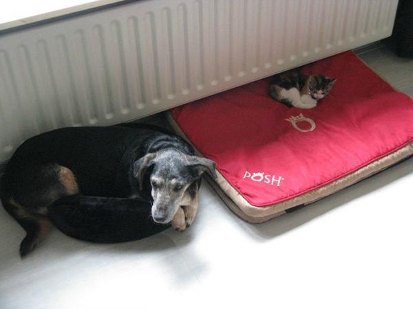 cats stealing dog beds 81 57e14b0dd5a4c 700