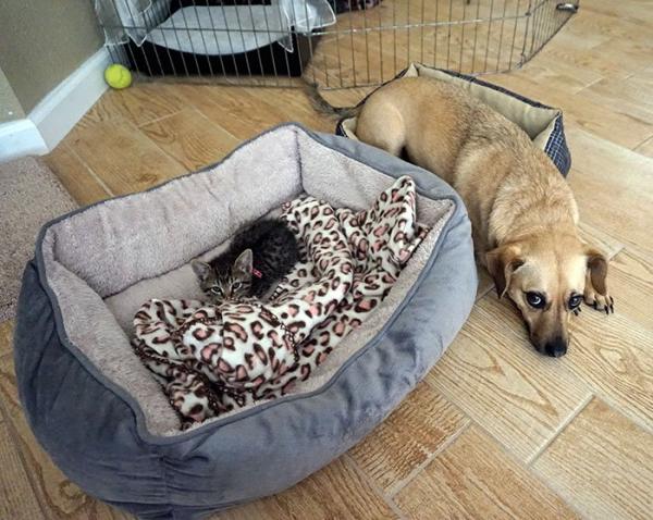 cats stealing dog beds 83 57e14c4f0b7ad 700