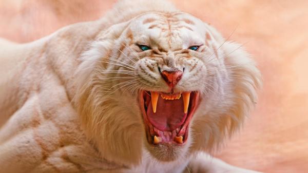 white tiger 3840x2160 roaring 4k 418