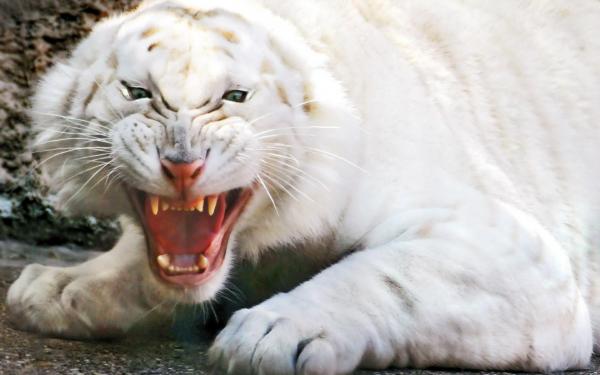 white tiger 1680x1050