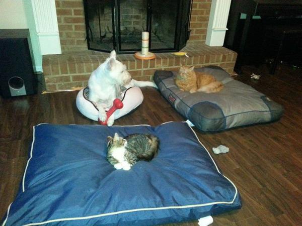cats stealing dog beds 19 57e0fdbd39be3 700