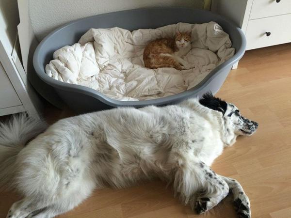 cats stealing dog beds 24 57e0fdc93b4dd 700
