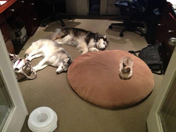 cats stealing dog beds 4 57e0fda2433f8 700