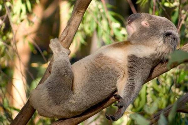 koala relaxing