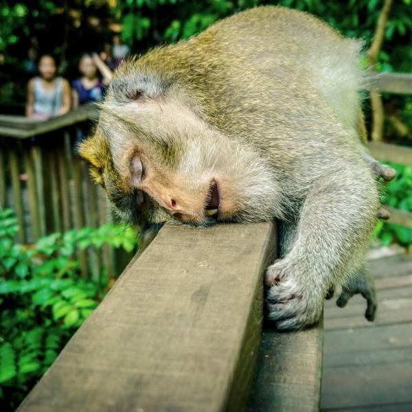 sleeping monkey