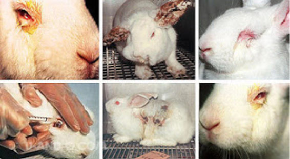 animal testing horrible images
