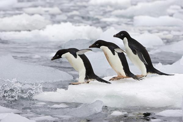 1 adelie penguins diving off iceberg suzi eszterhas