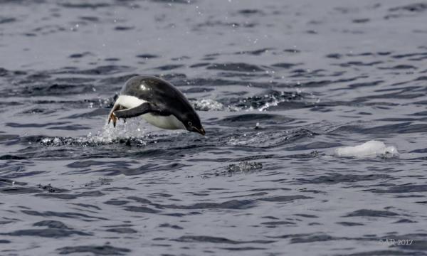 adelie penguin jumping water