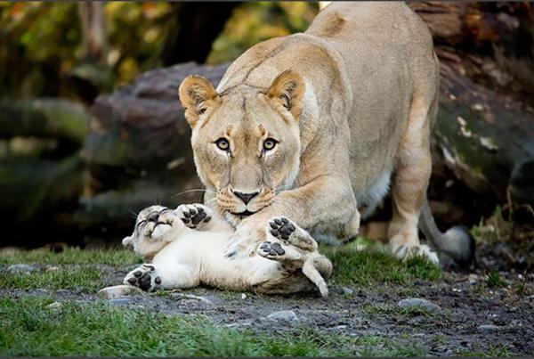 30-photos-showcasing-human-parenting-and-animal-parenting-moments-12 30 photos showcasing human parenting and animal parenting moments 12
