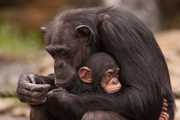 30 photos showcasing human parenting and animal parenting moments 14