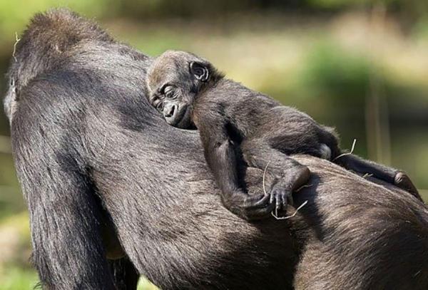 30 photos showcasing human parenting and animal parenting moments 6