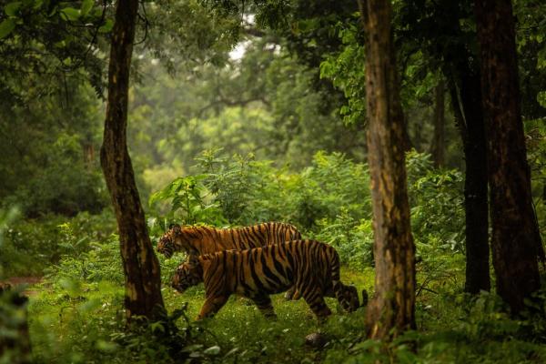 04india tiger1 jumbo