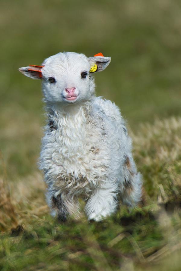 be-cuu 7183710 cute baby animals 32 0230524001540361699 728 a647ac9c4f 1541164176
