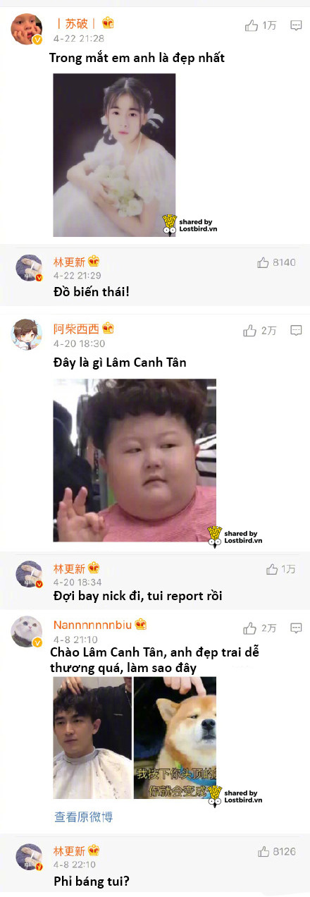 lost bird lam canh tan 8