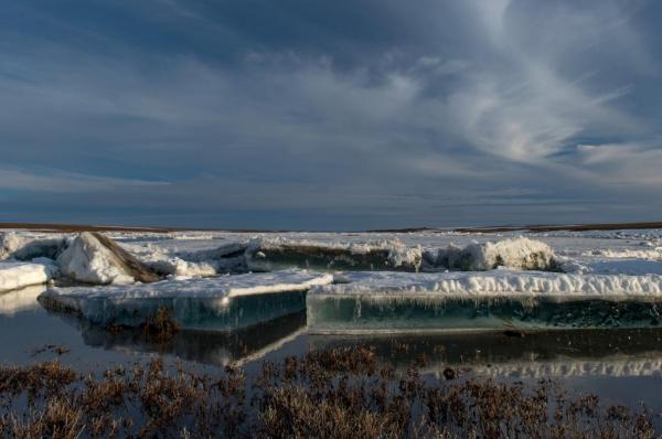 Đây là một trong những khu bảo tồn tự nhiên lớn nhất Trái Đất, rộng hơn 41.400 km vuông ở vùng cực bắc của Nga, được thành lập vào năm 1993 với tên gọi Đại Zapovednik Vùng Cực. Đây là nhà của vô số loài động vật hoang dã như gấu bắc cực, chuột lemming vùng cực, hải cẩu đeo vòng, hải cẩu râu và cá voi trắng.