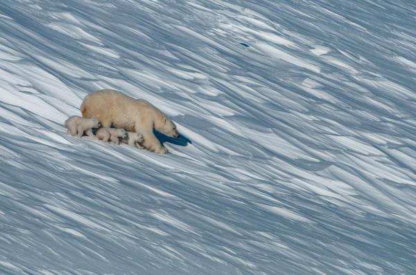 Một gia đình gấu bắc cực đang trượt xuống một dốc núi tuyết ở Zapovednik Đảo Wrangel, một hòn đảo nằm ở Bắc Băng Dương giữa Biển Chukchi và Biển Đông Siberia, được thành lập vào năm 1976.