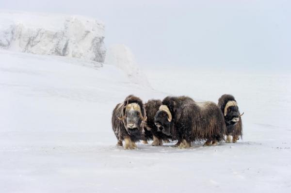 Những con bò xạ hương đang đi thành từng đàn với nhau để chống chọi với cái lạnh dù đang vào mùa xuân, hình được chụp tại Zapovednik Đảo Wrangel. Khu zapovednik này còn có loài cú tuyết, cáo bắc cực, lemming vùng cực và hải mã Thái Bình Dương.