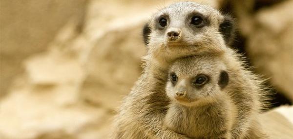 surprising science meerkat alpha females