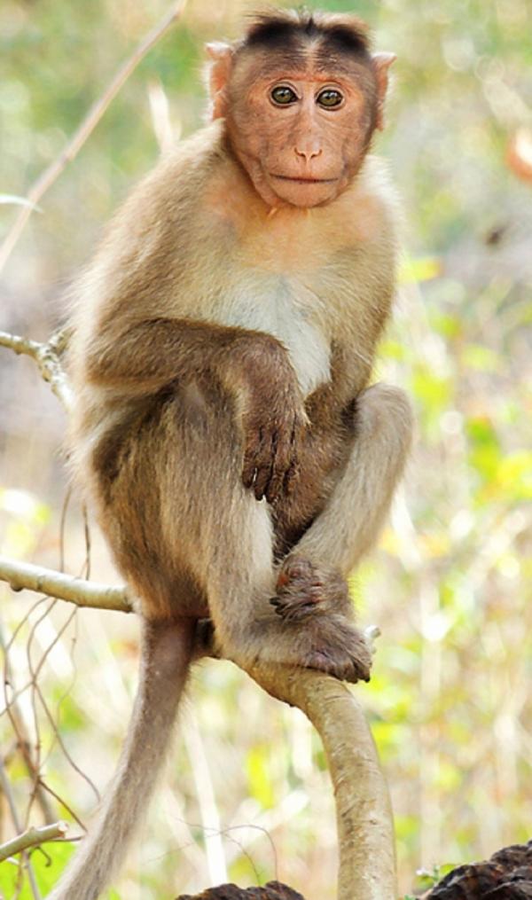 majmun makaki 1000x0