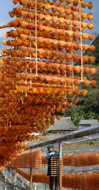 hoshigaki-dried-persimmons-2 hoshigaki dried persimmons 2