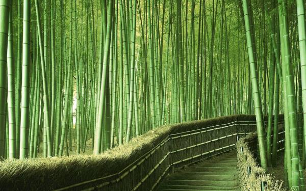 amazing sagano bamboo forest kyoto japan