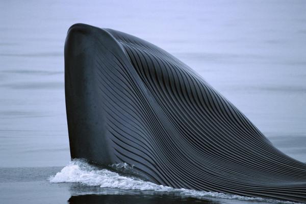 Để nuôi sống cơ thể nặng hàng trăm tấn, cá voi xanh phải ăn ít nhất 4 tấn nhuyễn thể mỗi ngày. Ảnh: Hiroya Minakuchi, Minden Pictures/nat Geo Image Collection.