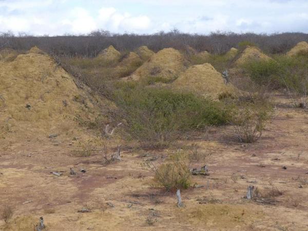 Những đồi đất cao là sản phẩm được tạo ra sau quá trình miệt mài đào đất của quần thể mối nơi đây, có khoảng 200 triệu gò đất như vậy được tìm thấy. Ảnh: Roy Funch.
