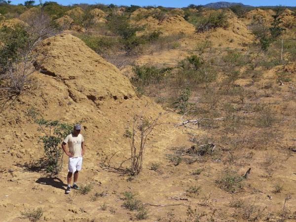 Một nhà nghiên cứu đang đứng cạnh những ụ đất khổng lồ được tạo ra từ bầy mối. Ảnh: Roy Funch.