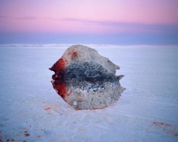 Một bộ da hải cẩu vòng bị đóng băng nằm trên nền băng trắng, đối nghịch với nền trời đầy màu sắc tại vịnh Bắc Cực.