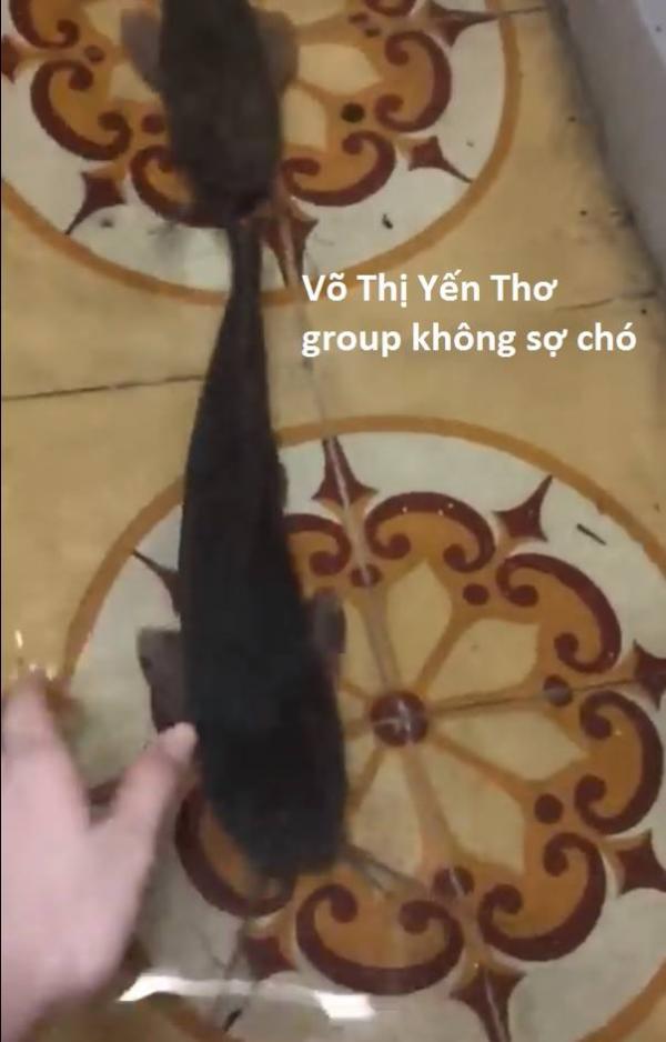 lost bird dong vat troi vao nha trong con bao so 9 16