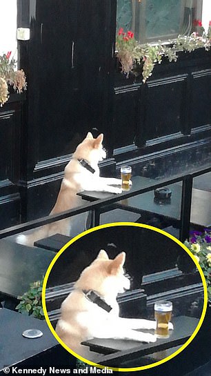 Chó Shiba uống bia: Chó Shiba nổi tiếng với tính cách độc đáo và thích khám phá. Xem hình ảnh chó Shiba uống bia để thấy rõ tính cách khác biệt và sự thích thú với những thức uống mới mẻ và thú vị.