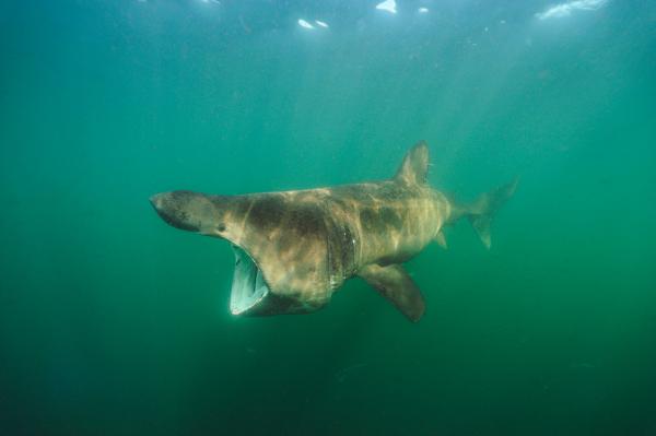 Một con cá nhám phơi nắng hay Basking shark tại mũi Cod thuộc bang Massachusetts. Ảnh: Brian J. Skerry.