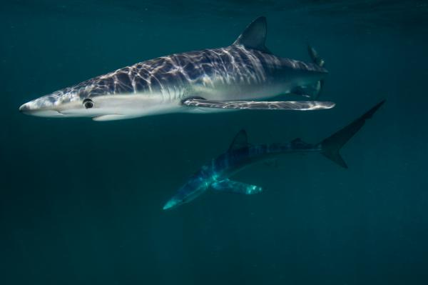 Cá mập xanh đang bơi ở ngoài khơi đảo Block, thuộc bang Rhode Island. Ảnh: David Doubilet.