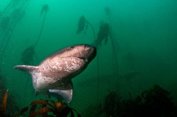 Cá mập Broadnose sevengill tại một vùng biển thuộc Nam Phi. Ảnh: Uli Kunz.