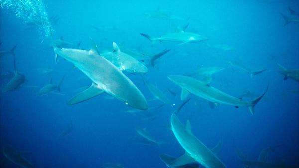 Cá mập Carcharhinus brachyurus ở quần đảo Galapagos thuộc Ecuador. Ảnh: Tui De Roy, Minden Pictures.