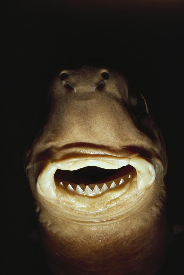 Mẫu vật cá mập Cookiecutter tại bảo tàng Bishop, Oahu, Hawaii. Ảnh: Bill Curtsinger.