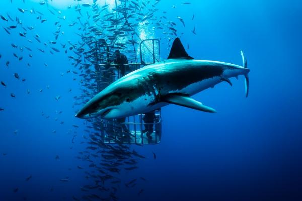 Cá mập trắng lớn ở đảo Guadalupe, Mexico. Ảnh: David Doubilet.