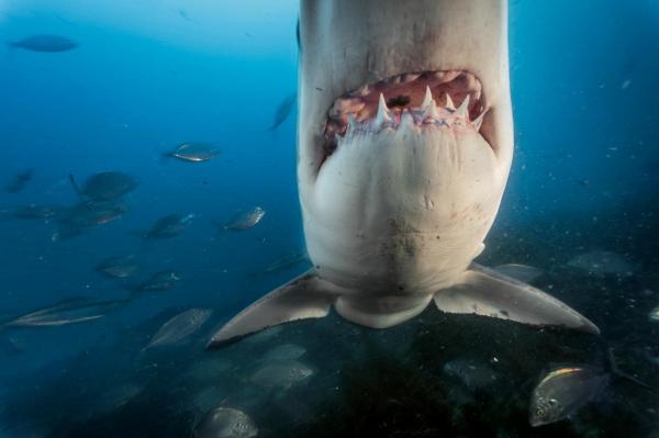 Cá mập trắng lớn ở đảo South Neptune, nước Úc. Ảnh: Brian Skerry.