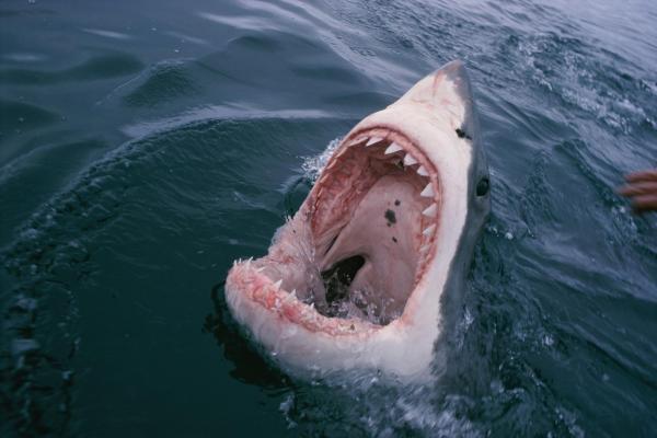 Cá mập trắng lớn ở Gansbaai, Nam Phi. Ảnh: National Geographic Creative.