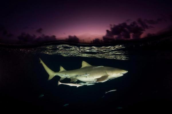 Cá mập chanh hay Negaprion brevirostris tại một đảo ngoài khơi của nước Bahamas trong vùng vịnh Caribbe. Ảnh: David Doubilet.