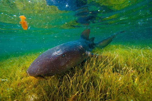 Cá mập miệng bản lề hay Ginglymostoma cirratum đang bơi lội ở rạn san hô vòng Lighthouse, nước Belize, Trung Mỹ. Ảnh: Brian J. Skerry.