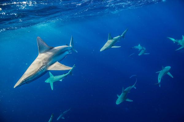 Một bầy cá mập cát hay Sandbar Shark tại ngoài khơi quần đảo Hawaii thuộc Thái Bình Dương. Ảnh: Paul Nicklen.